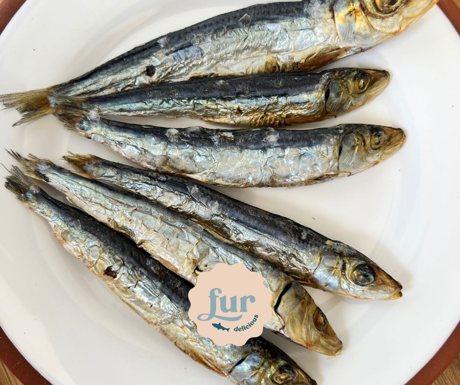 Dehydrated Pilchards
